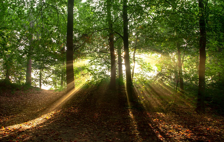 landscape-nature-sun-forest-11435