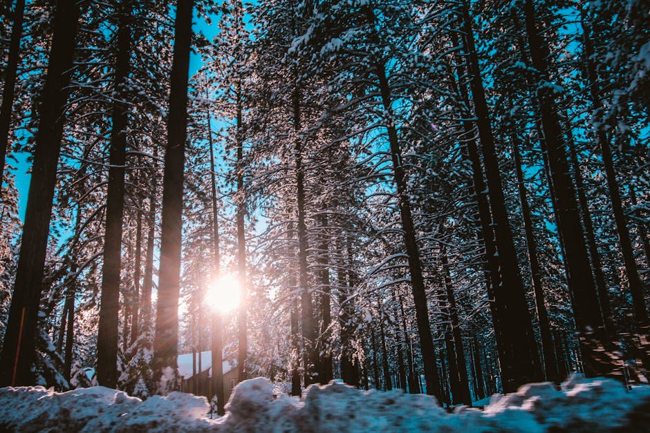 pexels-photo-405139